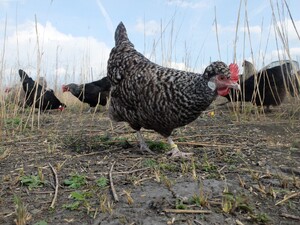 Nahaufnahme eines Huhns, im Hintergrund hinter Grässern mehr Hühner