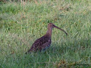 Großer Brachvogel in einer Wiese